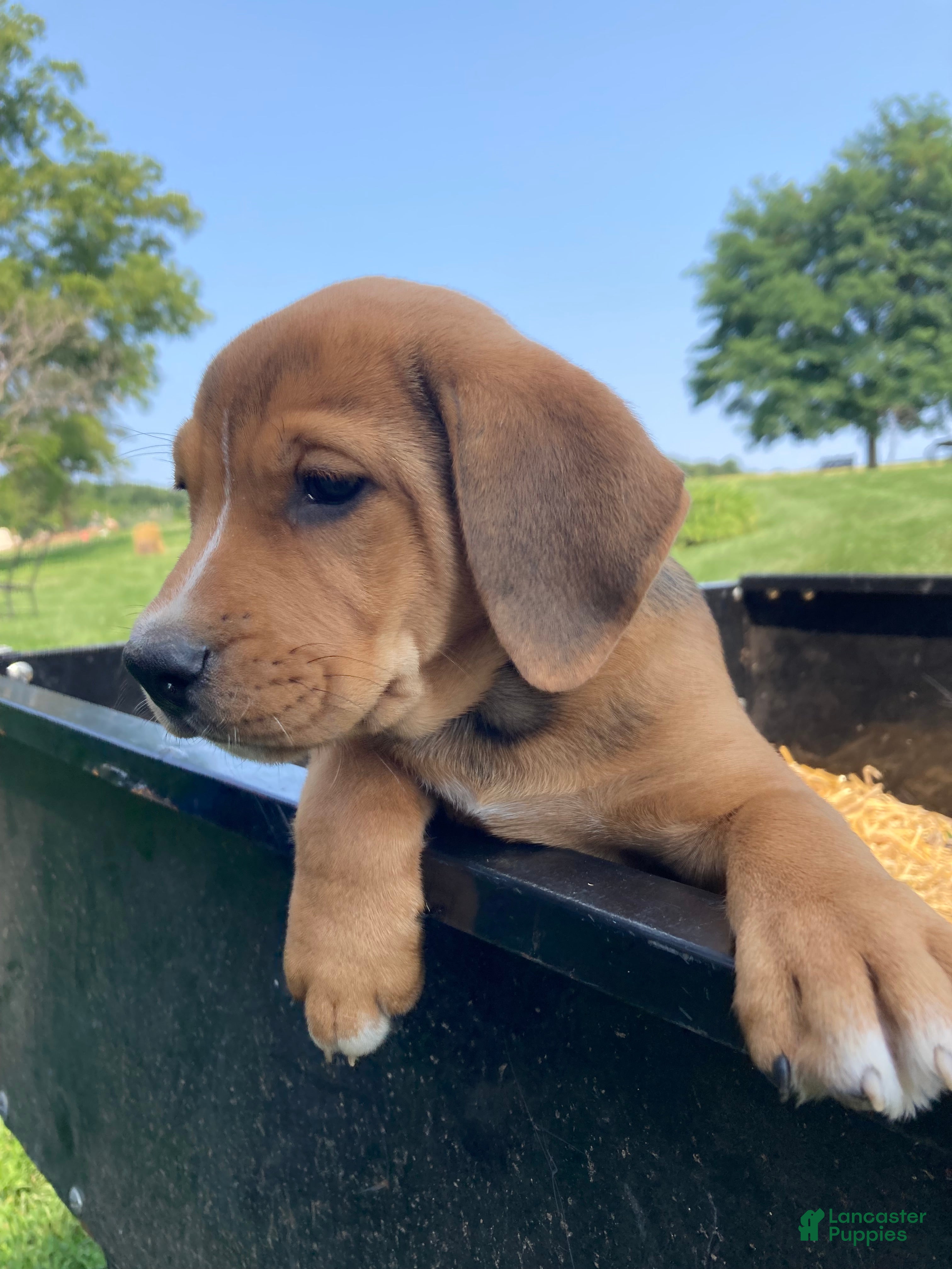 Mixed Breed dogs Nora - Ad 8