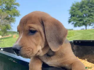 Mixed Breed dogs Nora - Ad 31