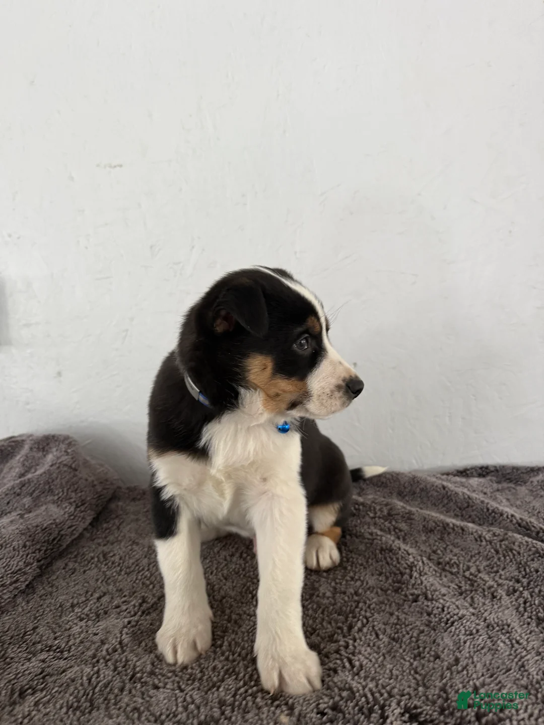 Mixed Breed dogs for sale: Buster - Ad 12