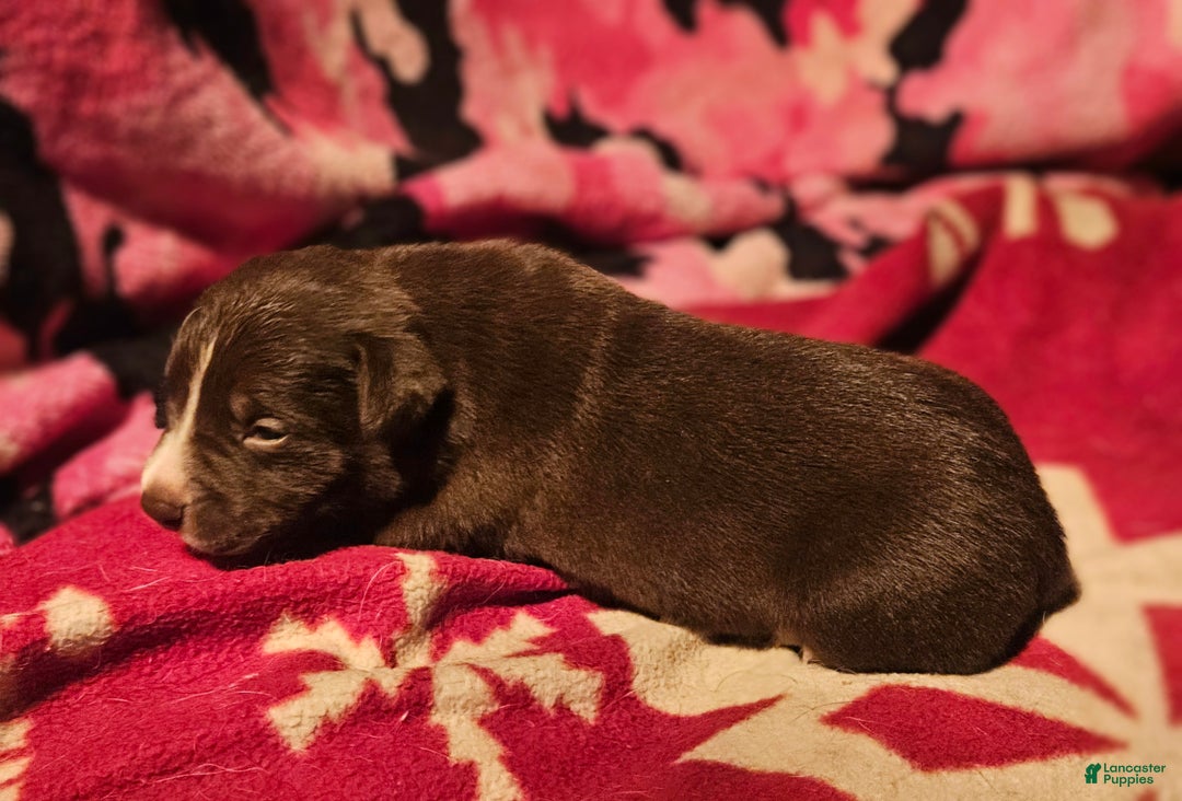 Border Collie dogs for sale: Dori - Ad 9