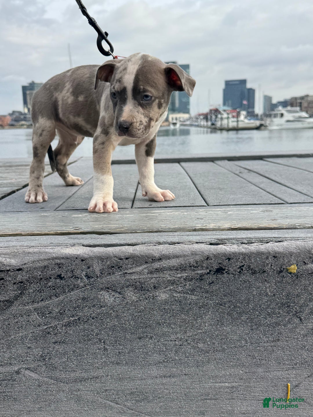American Bully dogs for sale: Greyjoy  - Ad 8