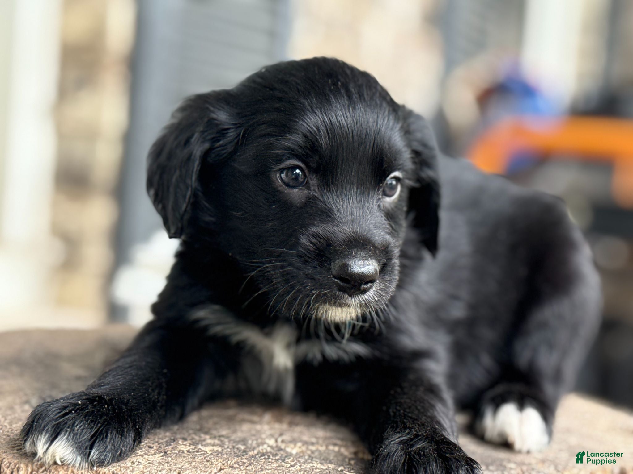 Mixed Breed dogs Aussie Doodle Male - Ad 2