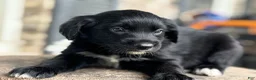 Mixed Breed dogs for sale: Aussie Doodle Male - Ad 2