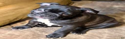 French Bulldog dogs for sale:  Mill - Ad 2