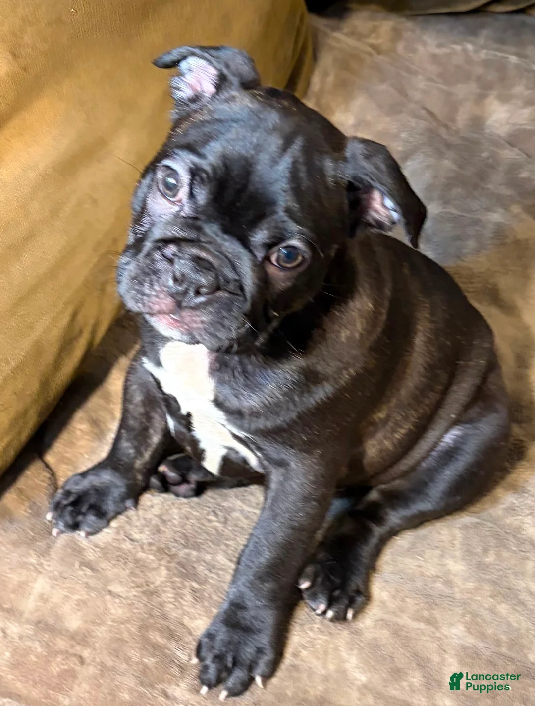 French Bulldog dogs for sale:  Mill - Ad 2