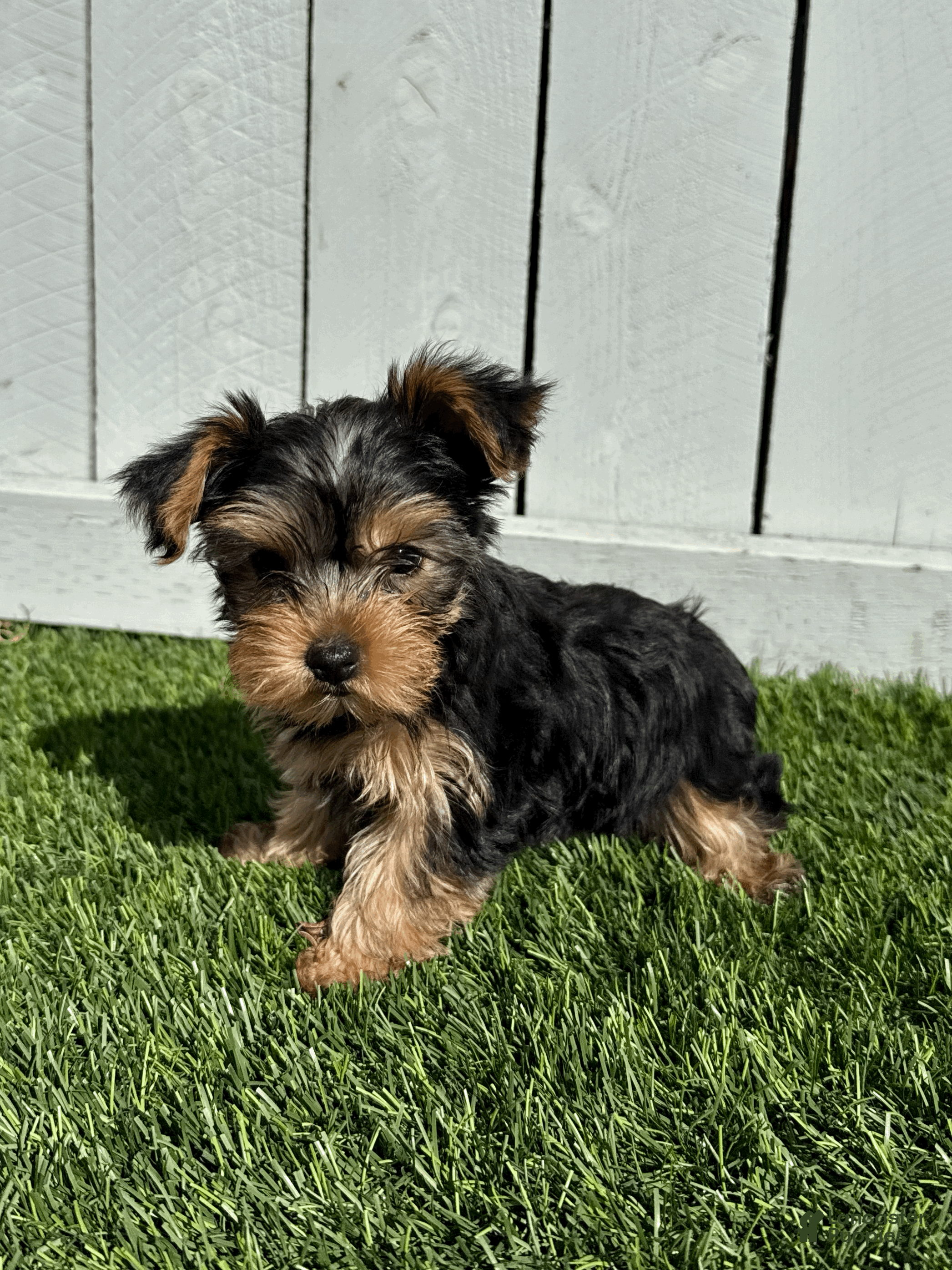 Yorkshire Terrier dogs Max - Ad 3