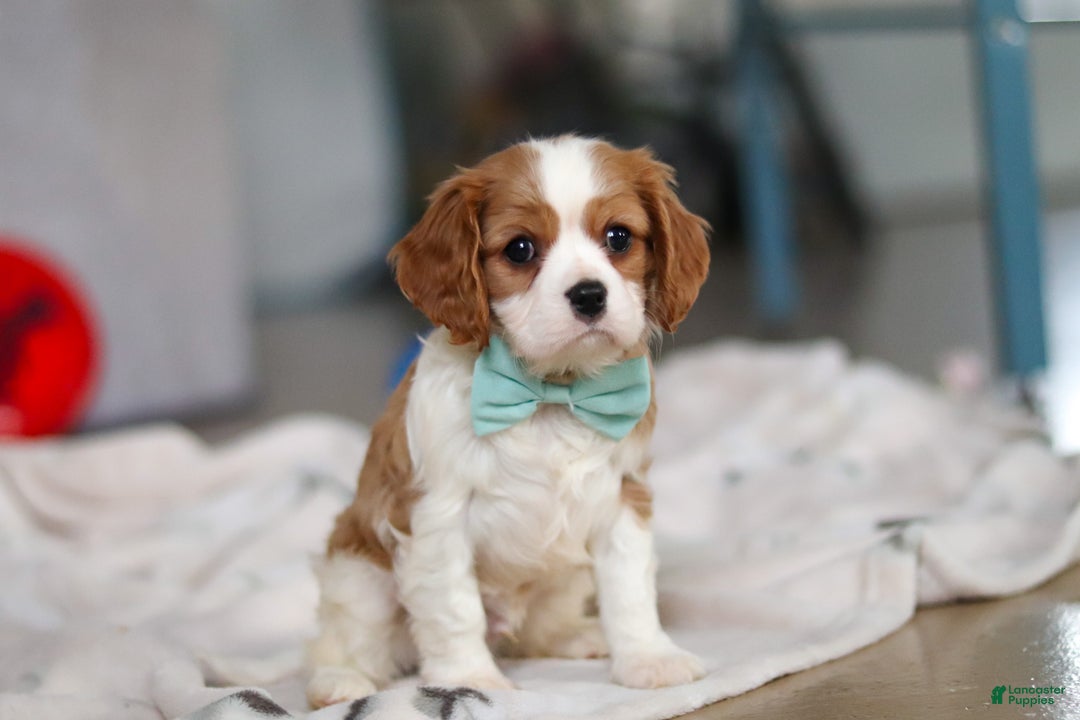 Cavalier King Charles Spaniel dogs for sale: Finn - Ad 6