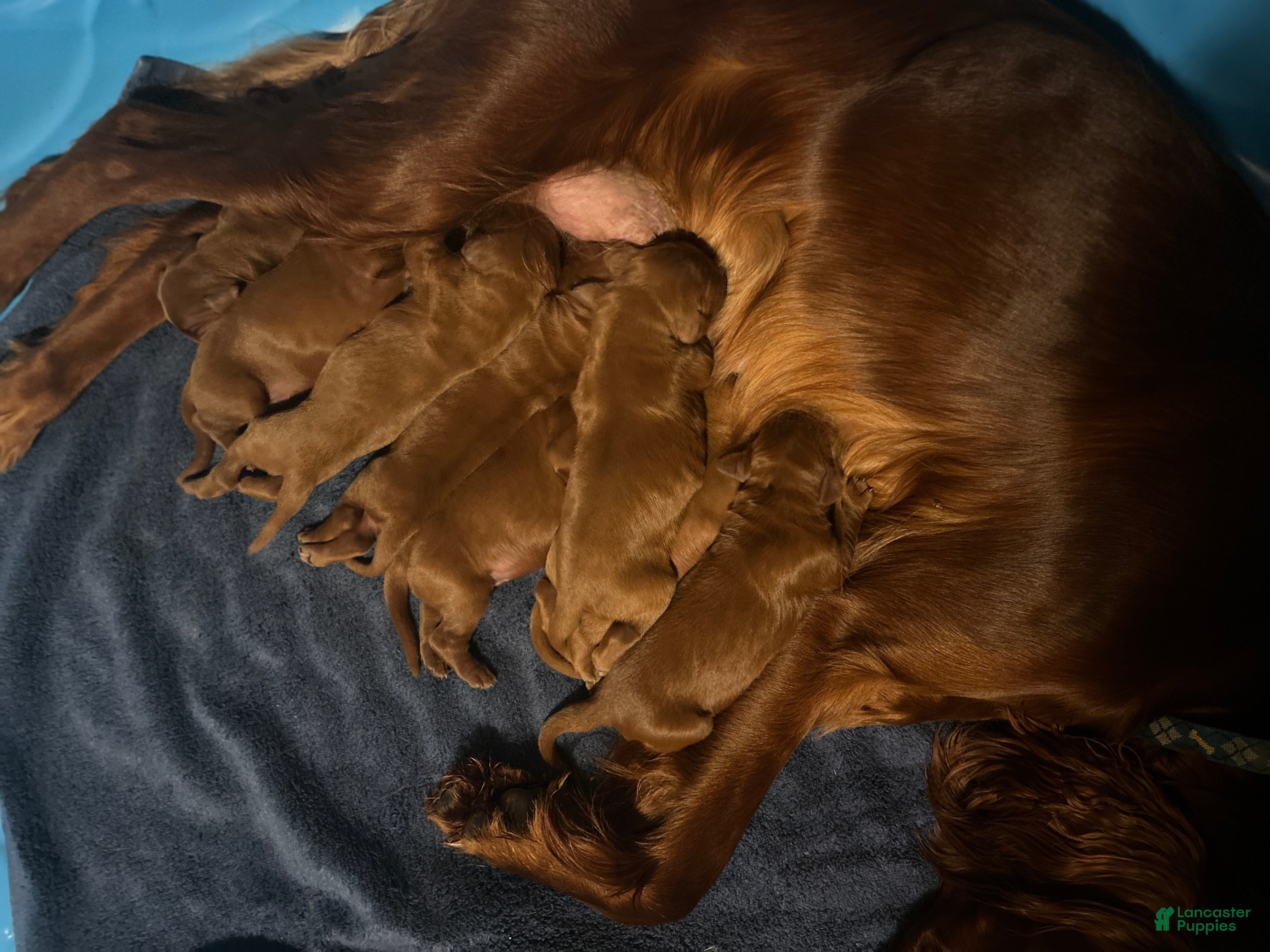 Irish Setter dogs Irish Setter Puppy 5 - Ad 5