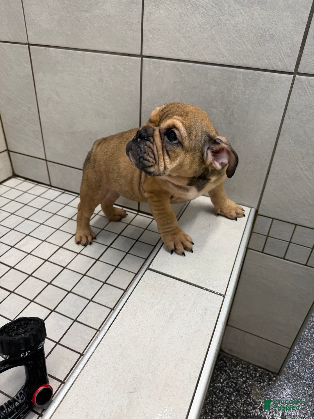English Bulldog dogs for sale: Foxy - Ad 6