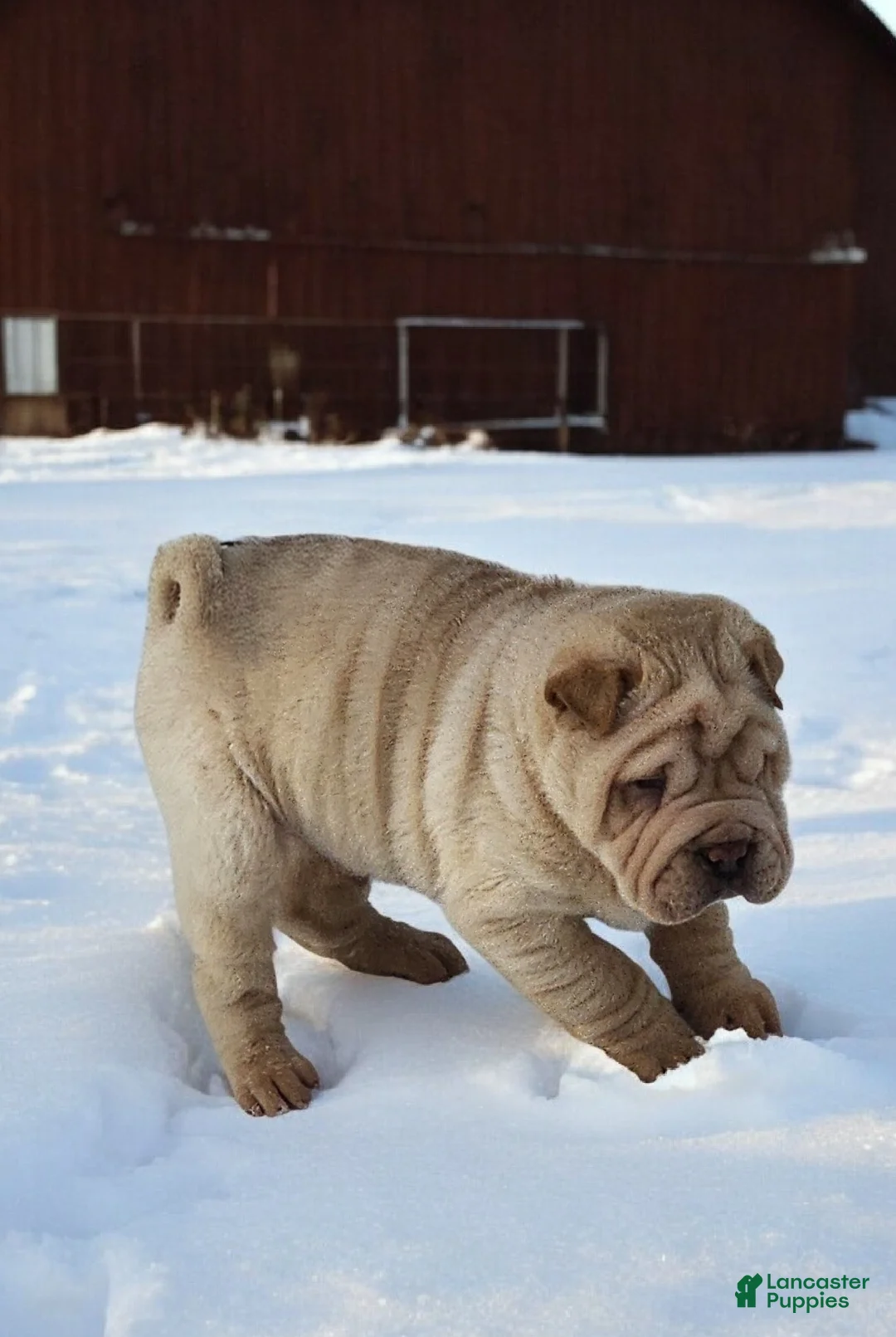 Shar Pei dogs for sale: Flurries mini  - Ad 30