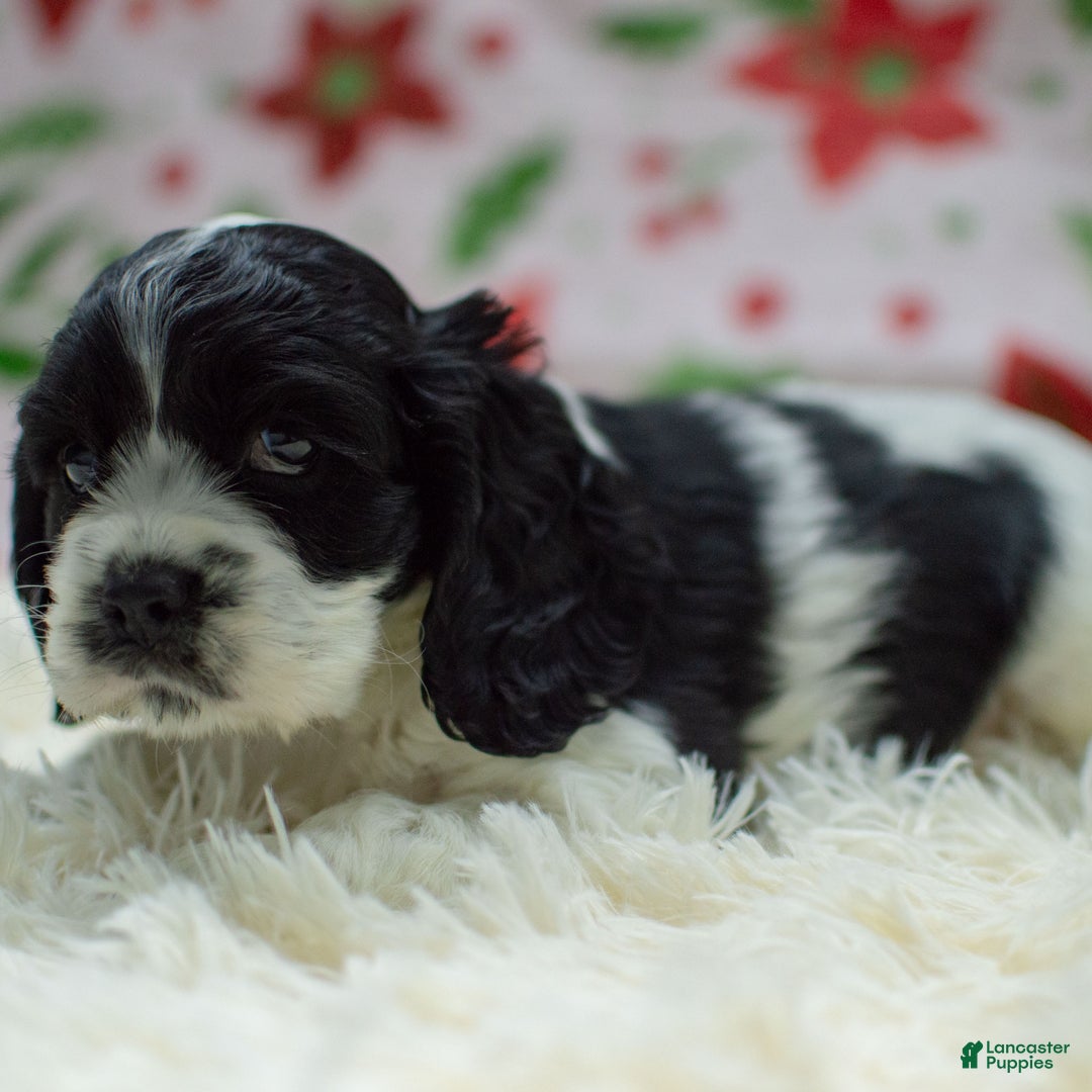 Cocker Spaniel dogs for sale: Newton - Ad 9