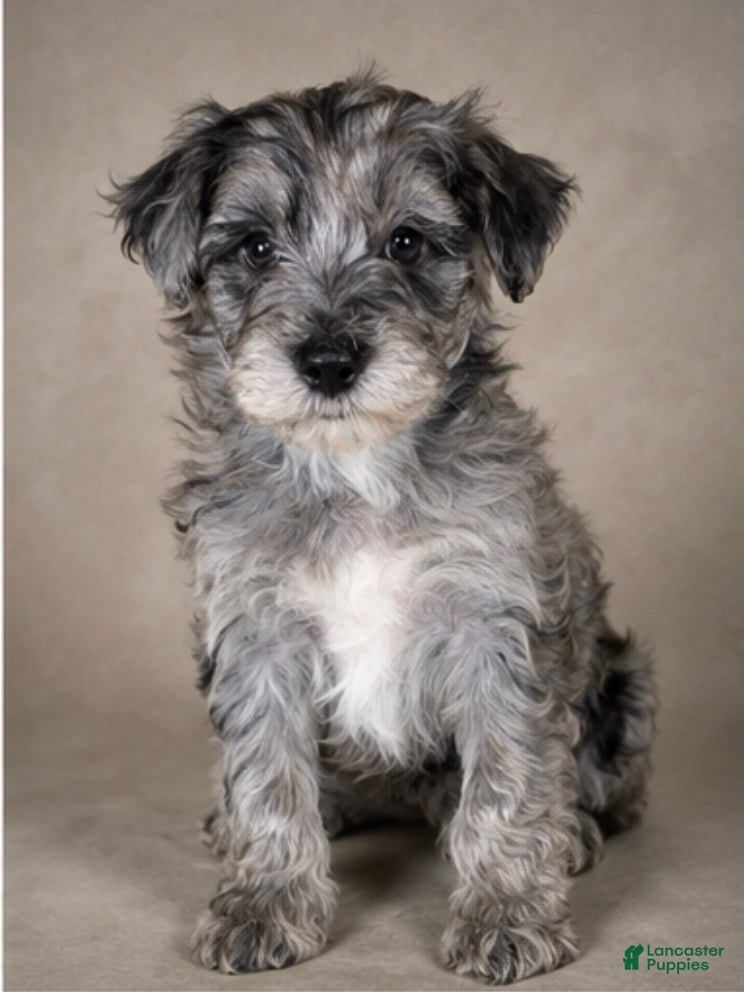 Mini Goldendoodle dogs Elijah - Ad 14