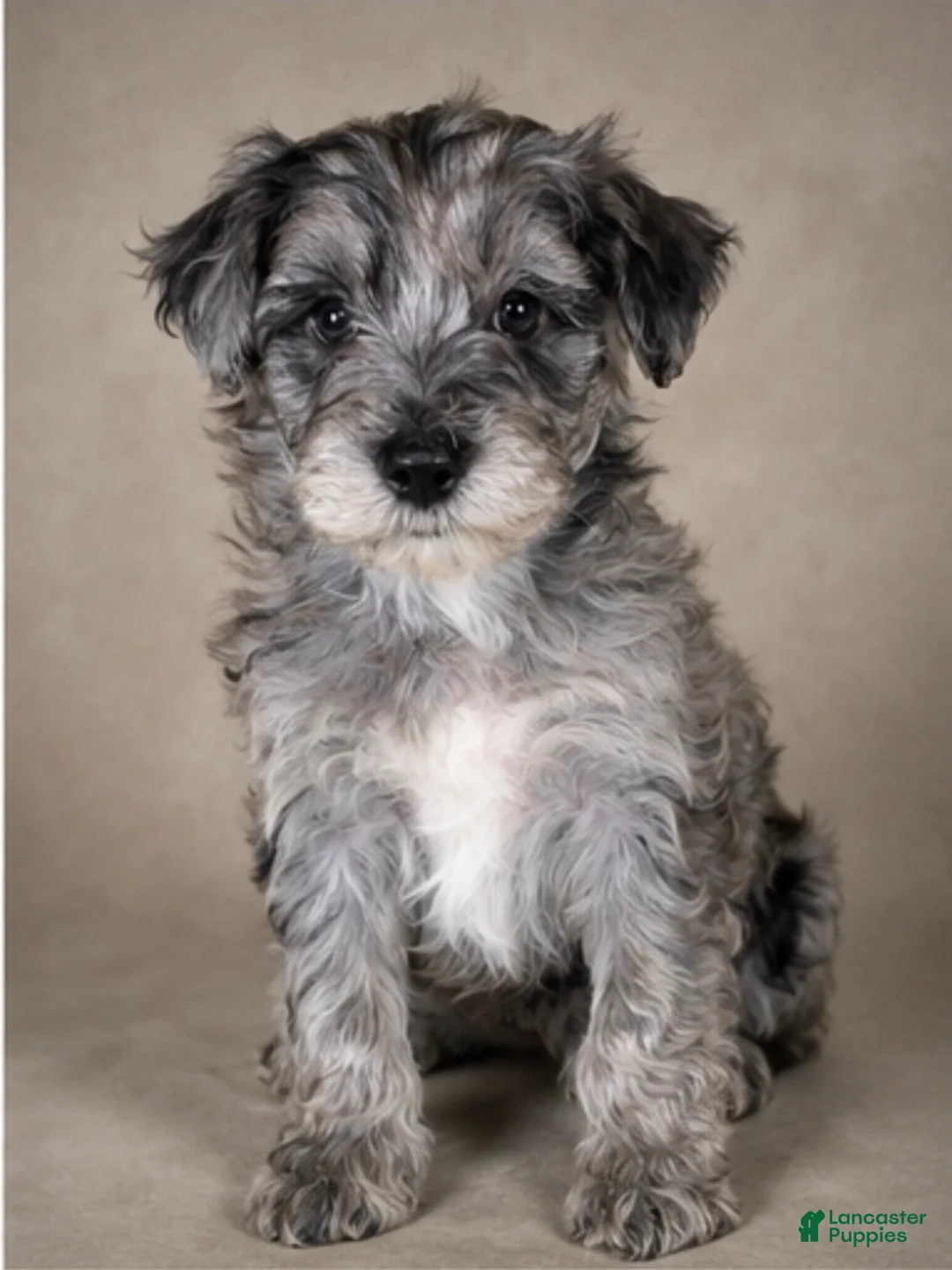 Mini Goldendoodle dogs for sale: Elijah - Ad 1