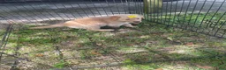 Golden Retriever dogs for sale: Golden Retriever 3 - Ad 27