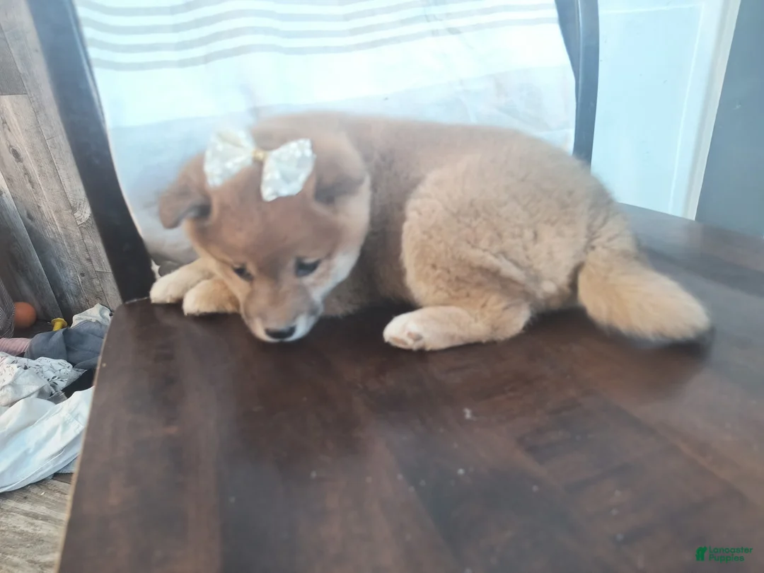 Shiba Inu dogs for sale: Rosemary  - Ad 2