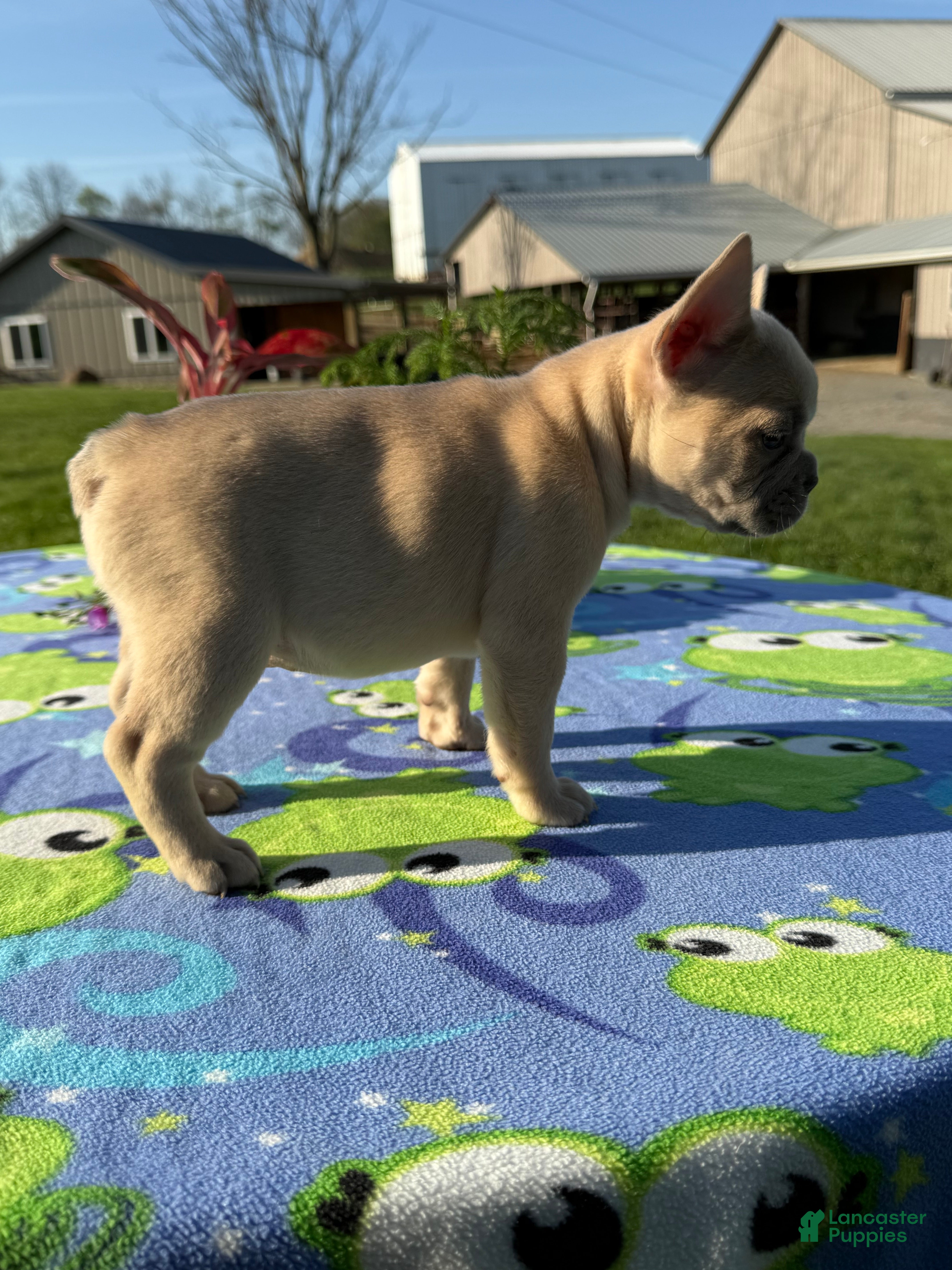 French Bulldog dogs Flynn - Ad 2