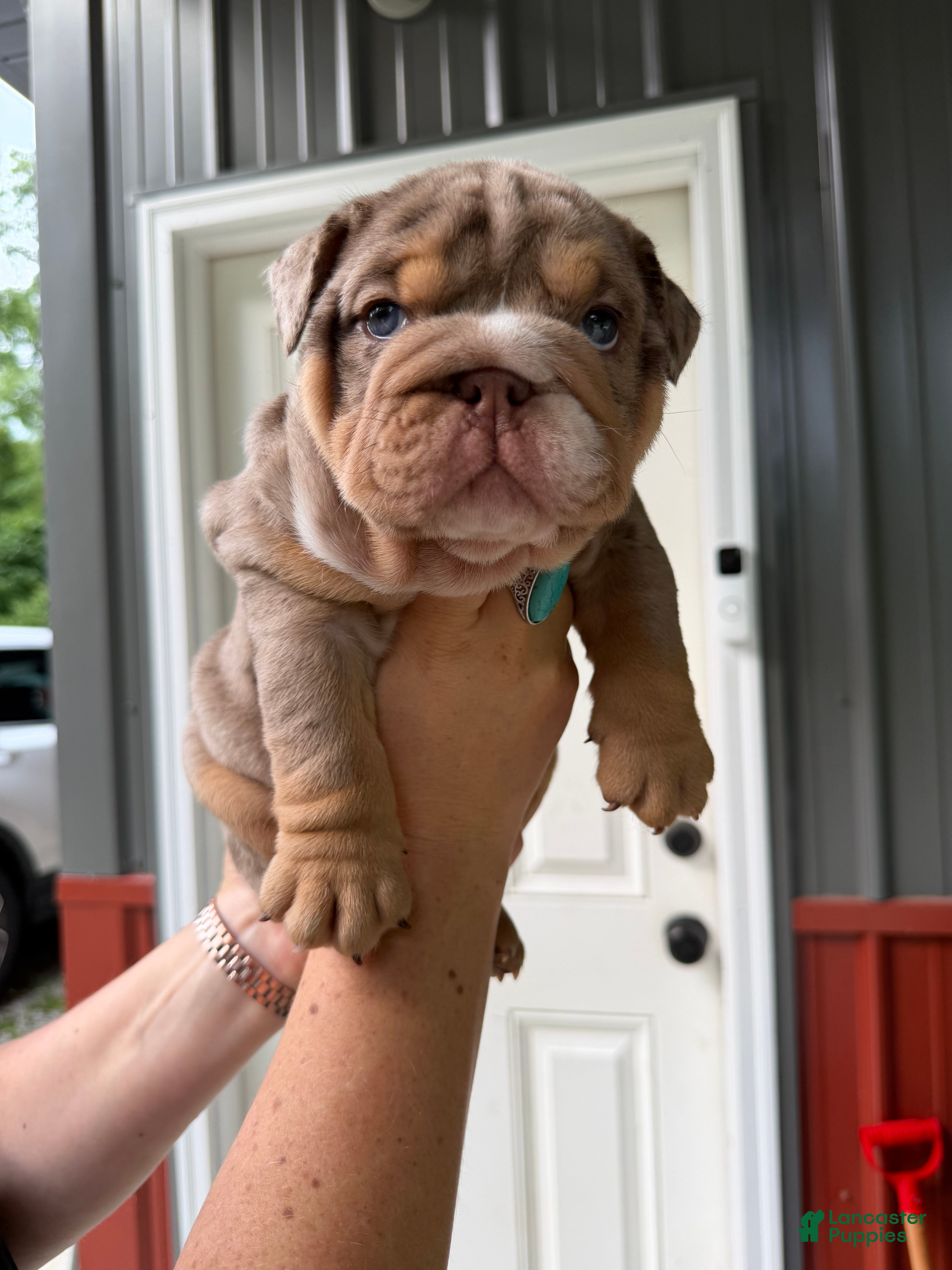 English Bulldog dogs Snickers  - Ad 1