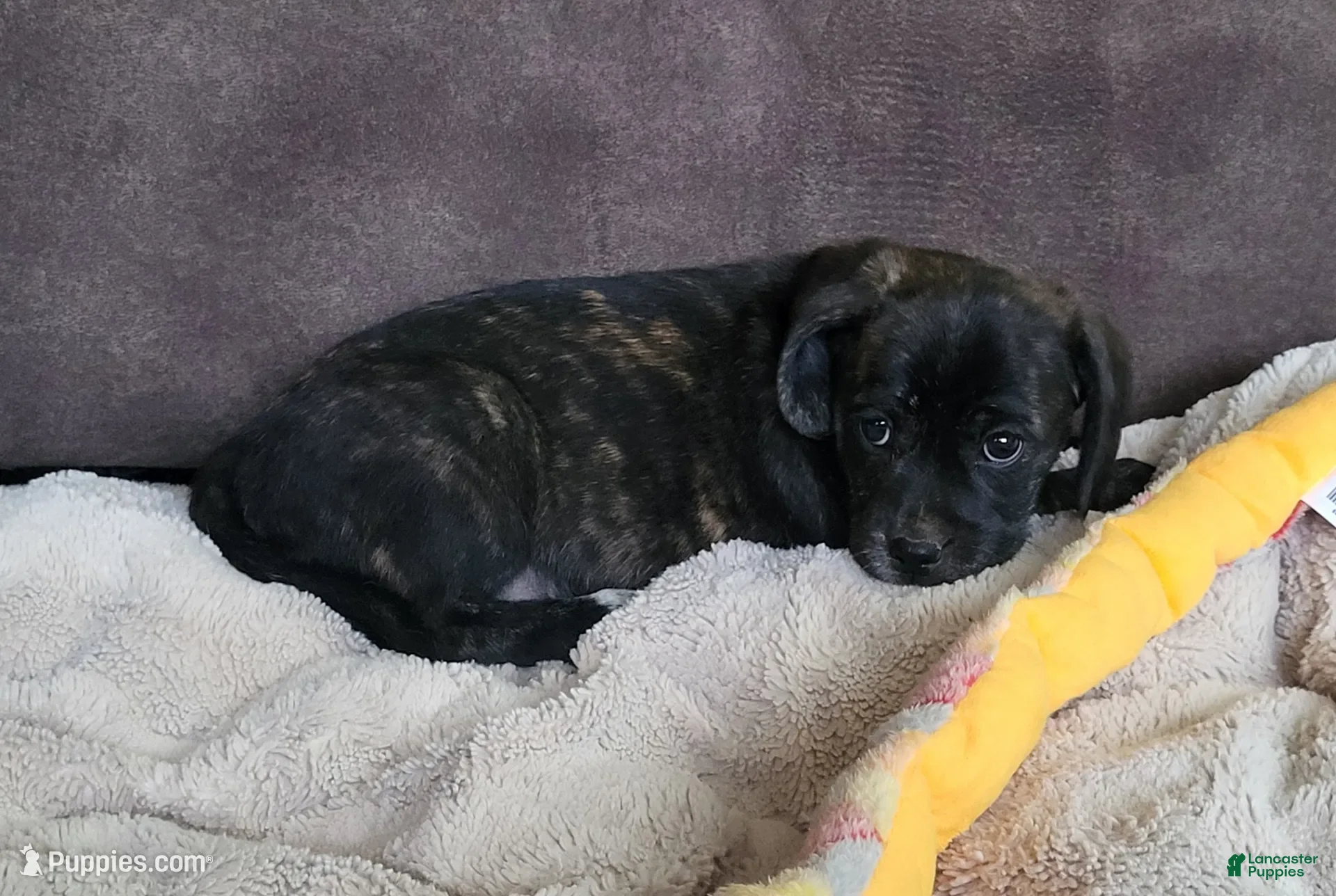 Puggle dogs Lola - Ad 10