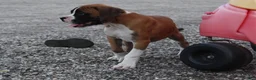 Boxer dogs for sale: Carter - Ad 5