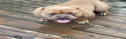 American Bully dogs for sale: Saweetie - Ad 8