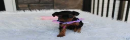 Yorkiepoo dogs for sale: Elsa  - Ad 15
