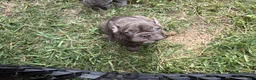 French Bulldog dogs for sale: Lily - Ad 7