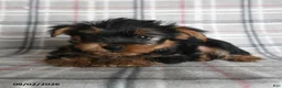 Yorkshire Terrier dogs for sale: Egg Roll - Ad 3