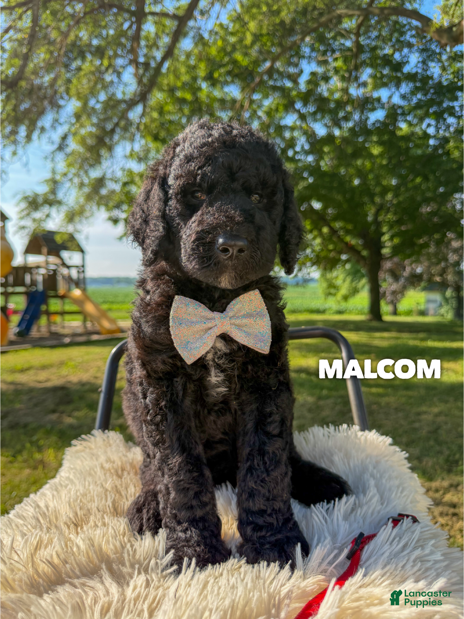 Goldendoodle dogs Malcom - F1b - Ad 1