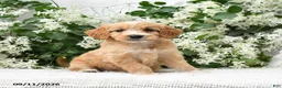 Goldendoodle dogs for sale: Joy - Ad 3