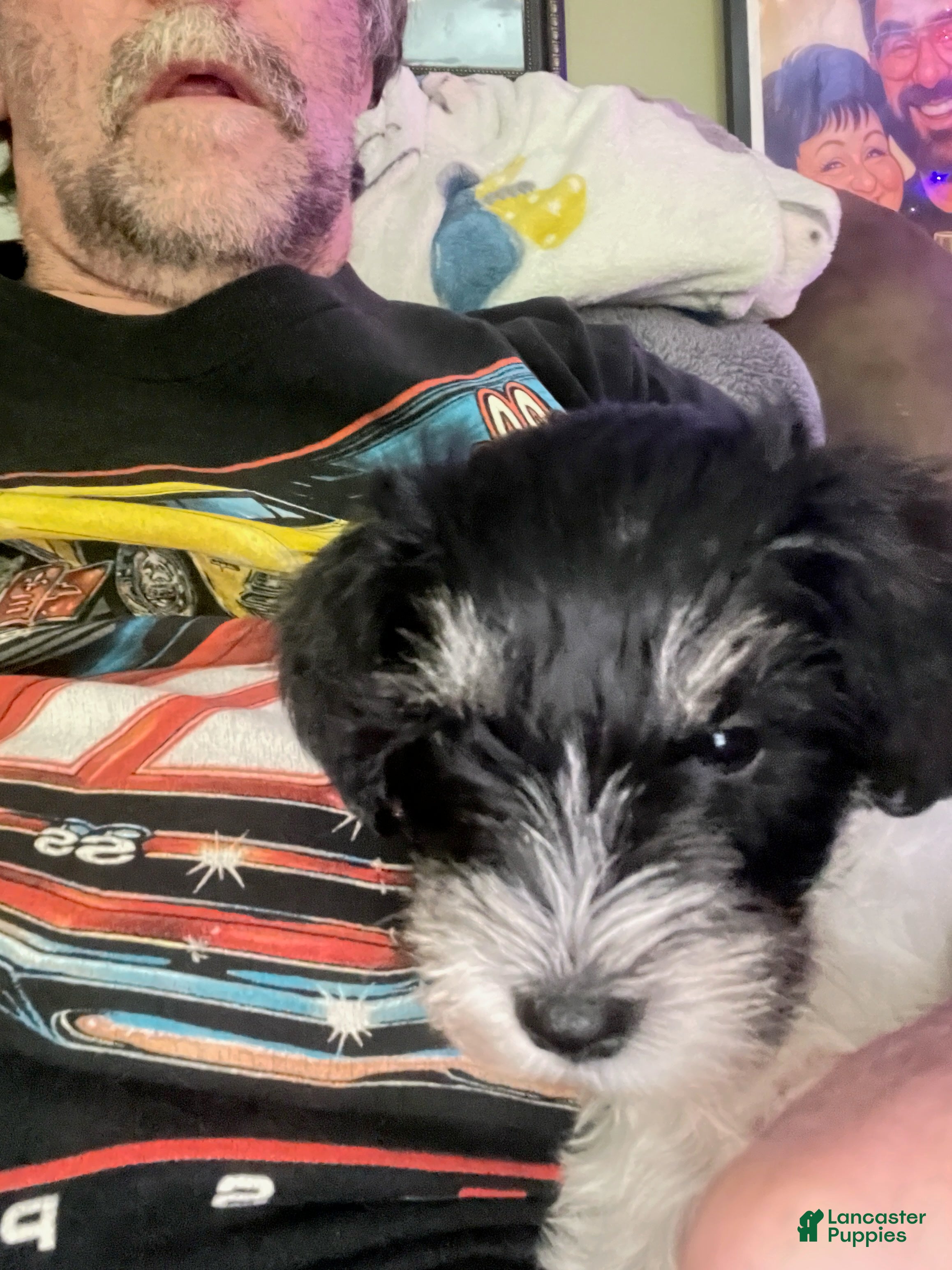 Miniature Schnauzer dogs Miniature Schnauzer Ringo  - Ad 18