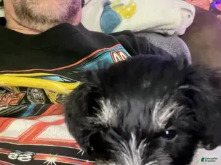 Miniature Schnauzer dogs Miniature Schnauzer Ringo - Ad 18