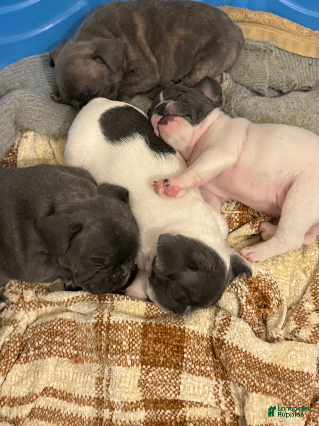 French Bulldog dogs for sale: Stella - Ad 2