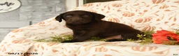 Labrador Retriever dogs for sale: Melvin - Ad 3
