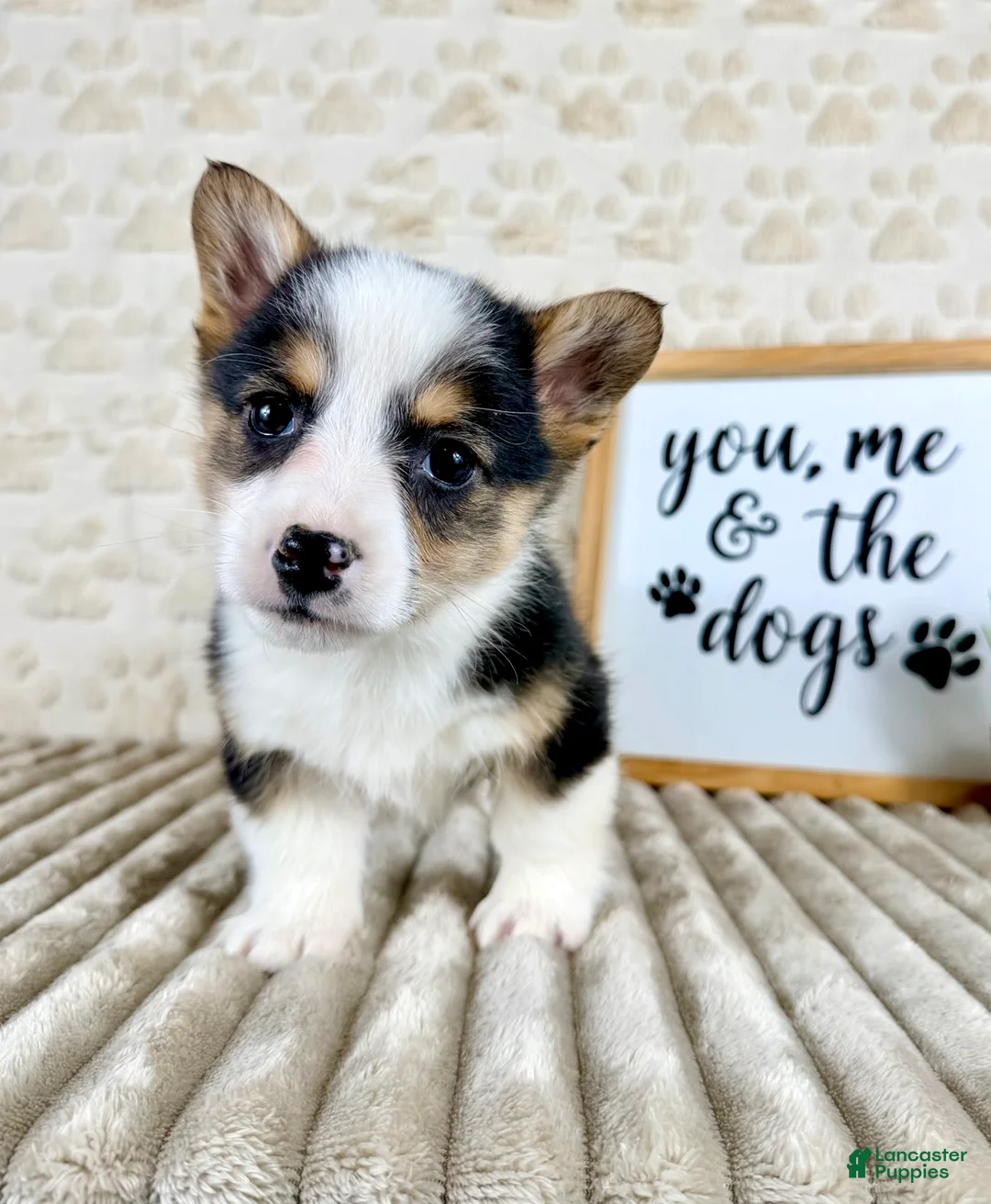 Welsh Corgi Pembroke dogs for sale: CKC Emmy - Ad 6