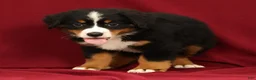 Bernese Mountain Dog dogs for sale: Flower - Ad 3