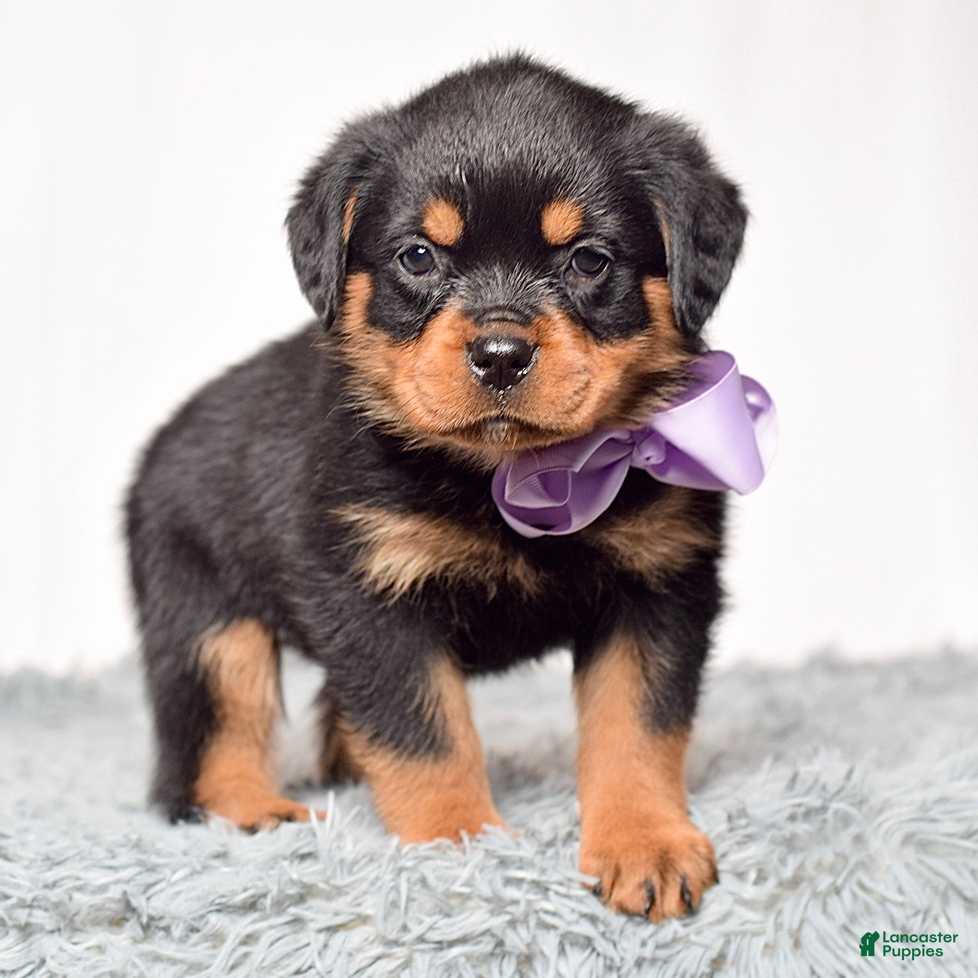 Rottweiler dogs Roxy - Ad 2