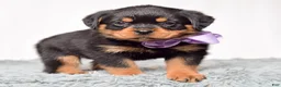 Rottweiler dogs for sale: Roxy - Ad 2