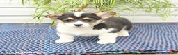 Welsh Corgi Pembroke dogs for sale: Sport - Ad 5