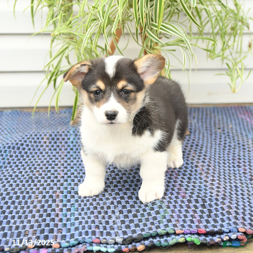 Welsh Corgi Pembroke dogs for sale: Sport - Ad 5