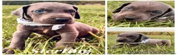 Great Dane dogs for sale: Euro Sterling  - Ad 2