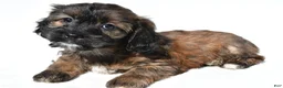 Shihpoo dogs for sale: Callie - Ad 4