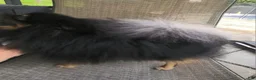 Pomeranian dogs for sale: Oscar - Ad 7