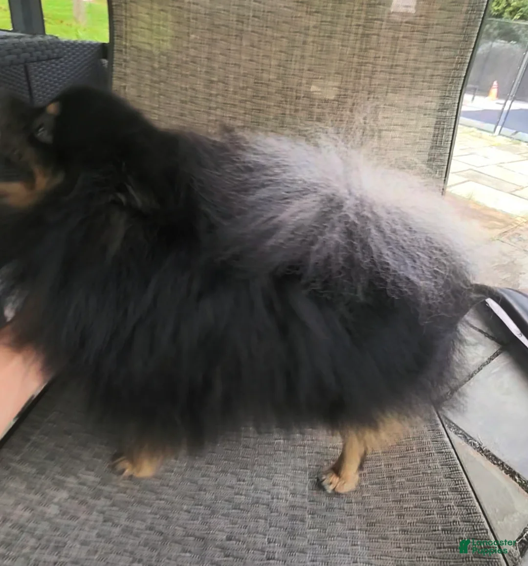 Pomeranian dogs for sale: Oscar - Ad 7