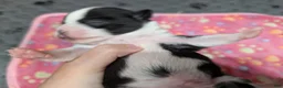 Chihuahua dogs for sale: Colton - Ad 3