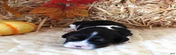 Cavalier King Charles Spaniel dogs for sale: #1 Male (Tippie's) - Ad 2