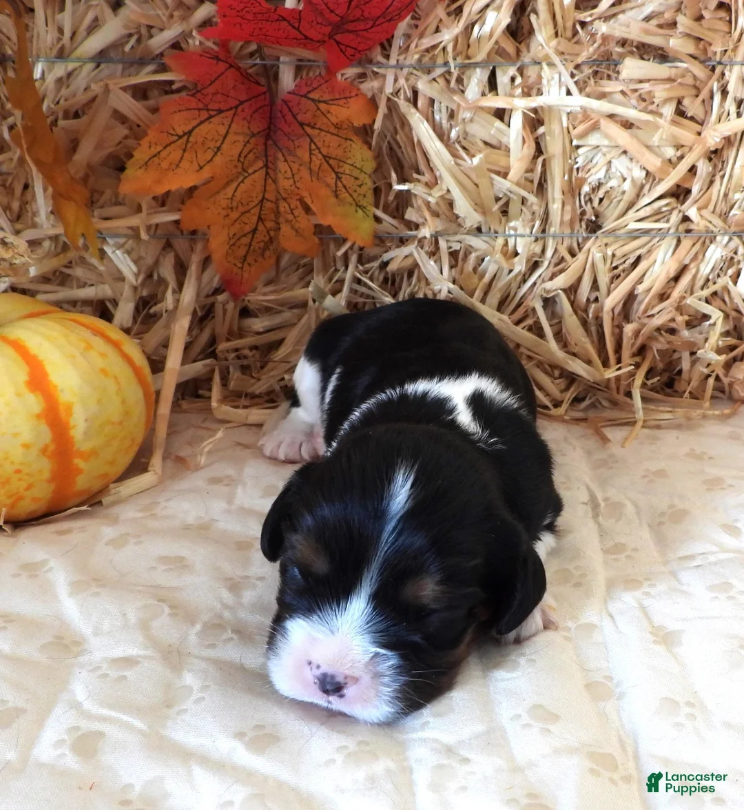 Cavalier King Charles Spaniel dogs for sale: #1 Male (Tippie's) - Ad 2