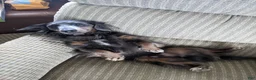 Miniature Dachshund dogs for sale: DAXX - Ad 10