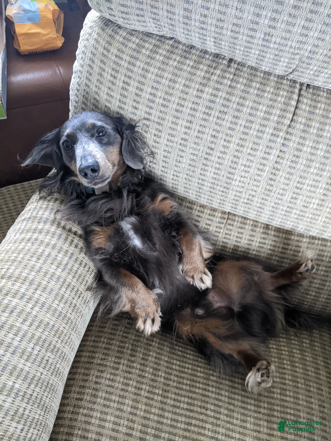 Miniature Dachshund dogs for sale: DAXX - Ad 10