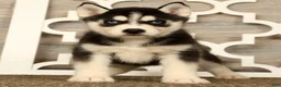 Siberian Husky dogs for sale: Princess - Ad 5