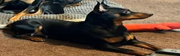 Miniature Pinscher dogs for sale: Breezy - Ad 9